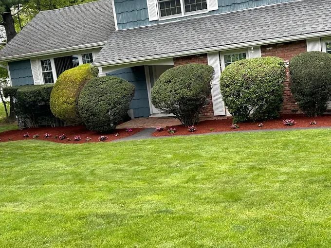 Shrub trimming & red mulch — Manuel T Landscaping & Construction, Westchester NY